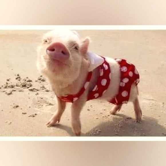 Meet your Posher, Jennifer - Picture 1 of 1